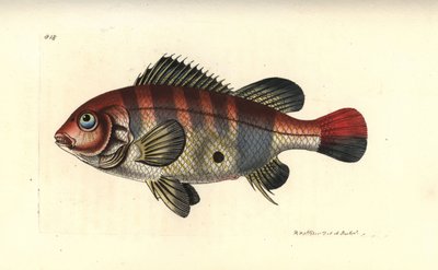 Rotgestreifter Erdfresser, Geophagus surinamensis (Surinam-Sparus, Sparus surinamensis). Illustration gezeichnet und graviert von Richard Polydore Nodder. Handkolorierter Kupferstich aus George Shaw und Frederick Nodder