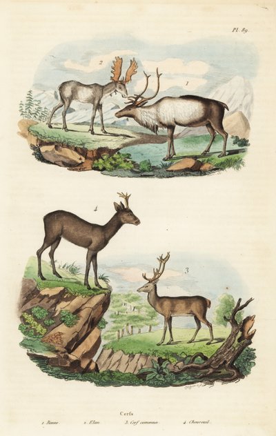 Rentiere, Elche, Rothirsche und Rehe von Unbekannt