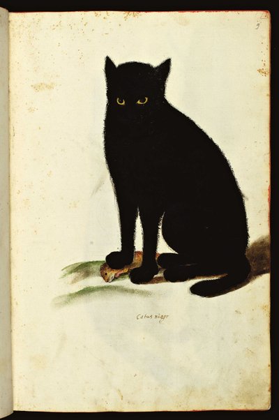 Darstellung einer schwarzen Katze. Illustrierte Tafel eines Manuskripts der Naturgeschichte über Tiere, Fonds Ulisse Aldrovandi, Universitätsbibliothek, herausgegeben 1603. von Unbekannter Künstler
