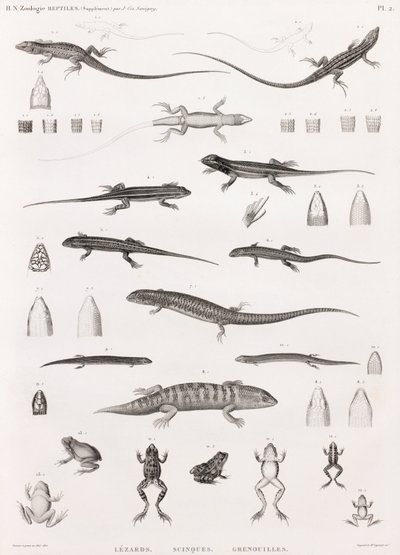 Reptilien: Serie von Illustrationen von Eidechsen, Skinken und Fröschen von Unbekannt
