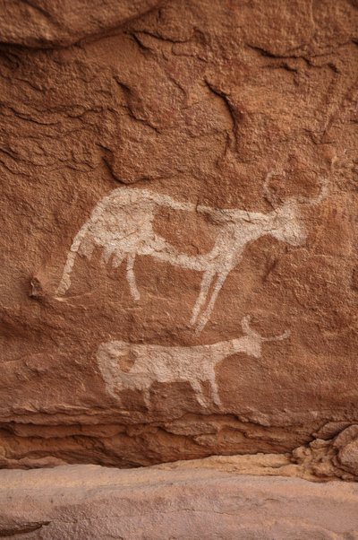 Felskunst, Vorgeschichte: Felsmalerei von zwei Kühen mit großen Hörnern (Langhorn) in einem verzierten Schutzraum im Uweinat-Massiv, Sudan (Karkur-Talh oder Karkur Talh). Zeitraum von 8000 bis 3000 v. Chr. Fotografie von Unbekannt