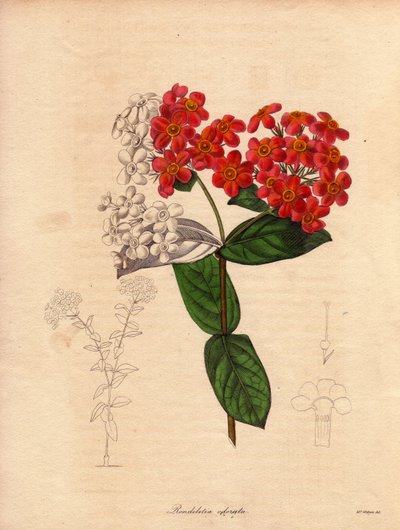 Rondeletie écarlate oder duftend (Rondeletia odorata). Illustration von Augusta Innes Withers in The Botanist, Serie von Benjamin Maund von Unbekannter Künstler