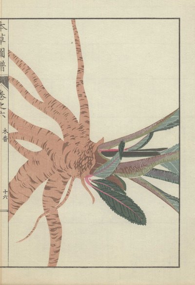 Wurzeln und Stängel der Inula helenium Pflanze. Gelbkopf. Mokkou. von Unbekannter Künstler
