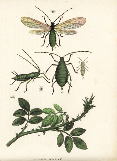 Rosenblattlaus, Aphis rosae, auf Rosenstrauch. Handkolorierte Lithographie aus Georg Friedrich Treitschkes Galerie der Naturgeschichte, Naturhistorischer Bildersaal des Tierreiches, Leipzig-1842 von Unbekannter Künstler