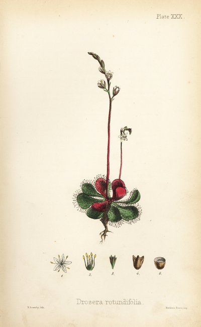Rundblättriger Sonnentau, Drosera rotundifolia. Handkolorierte Lithographie von Henry Sowerby aus Edward Hamiltons Flora Homeopathica von Unbekannter Künstler