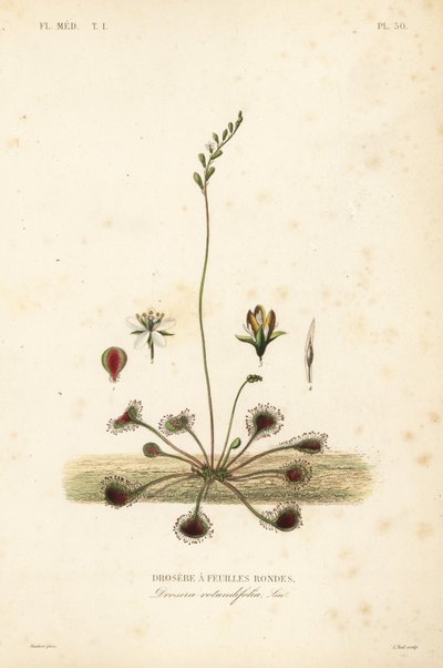 Rundblättriger Sonnentau, Drosera rotundifolia von Unbekannt