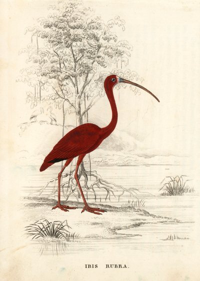 Scharlachroter Ibis, Eudocimus ruber (Ibis rubra). Handkolorierte Stahlgravur aus Georg Friedrich Treitschkes Galerie der Naturgeschichte, Naturhistorischer Bildersaal des Tierreiches, Leipzig von Unbekannter Künstler