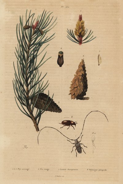 Waldkiefer, Pinus sylvestris 1-5, und Rotkiefer, Pinus resinosa 6, Weberkäfer, Lamia textor 7 und Kiefernkäfer, Tomicus piniperda 8 von Unbekannt