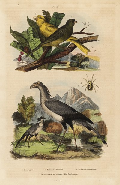 Sekretärvogel, Sagittarius serpentarius, wilde und zahme Kanarienvögel, Serinus canaria von Unbekannt