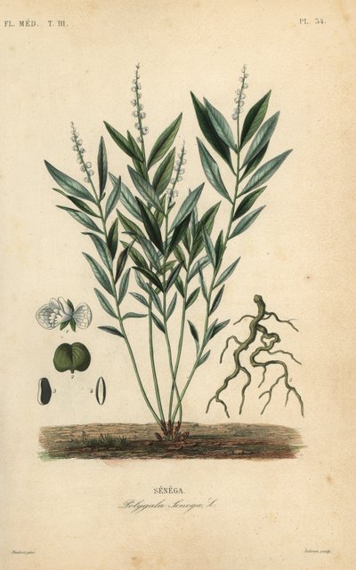 Senega-Schlangenwurzel, Polygala senega von Unbekannt