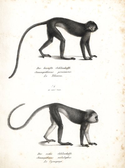 Silberner Lutung, Trachypithecus cristatus (Semnopithecus pruinosus) und Sumatra-Surili, Presbytis melalophos (Semnopithecus melalophos) gefährdet. Lithographie von Karl Joseph Brodtmann aus Heinrich Rudolf Schinz