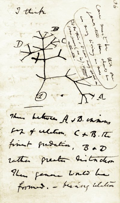 Skizze von Charles Darwin aus seinem ersten Notizbuch 