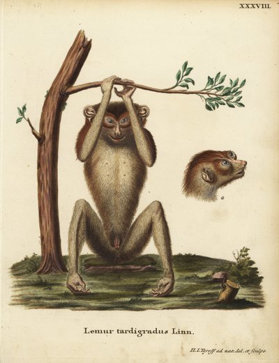 Langsamer Lemur oder roter schlanker Lori, Loris tardigradus. Bedroht. Lemur tardigradus Linn. Handkolorierte Kupferstichzeichnung und Gravur nach der Natur von Hermann Jakob Tyroff aus Johann Christian Daniel Schrebers Tierillustrationen nach der Natur von Unbekannter Künstler