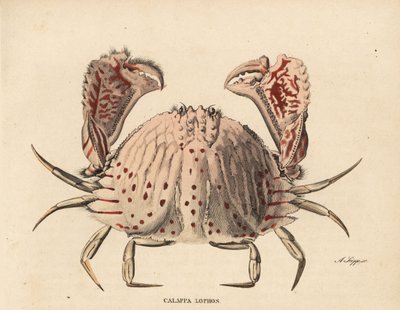 Glatt- oder Rotfleckenkastenkrabbe, Calappa calappa. Handkolorierter Stahlstich von A. Scipp aus Georg Friedrich Treitschkes Naturhistorischer Bildersaal des Thierreiches, Leipzig-1842. von Unbekannter Künstler