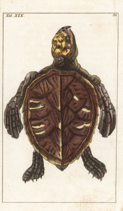 Schnappschildkröte oder Schuppenschildkröte - Starkes Wasser von Gottlieb Tobias Wilhelm (1758-1811), aus Enzyklopädie der Naturgeschichte: Amphibien von Unbekannter Künstler