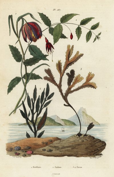 Schachbrettblume, Fritillaria meleagris 1, Kolibrifuchsie, Fuchsia magellanica 2, gezähneter Blasentang, Fucus serratus 3 und Fucus siliqueux 4 von Unbekannt