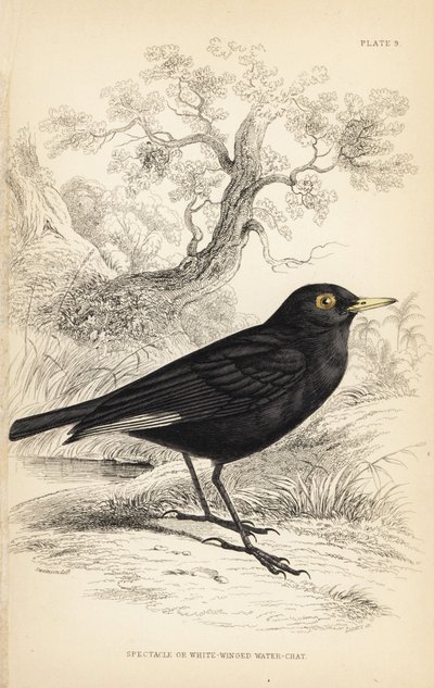 Brillentyra, Hymenops perspicillatus (Brillen- oder Weißflügel-Wasseramsel, Perspicilla leucoptera). Handkolorierter Stahlstich von William Lizars nach einer Illustration von William Swainson aus Sir William Jardine