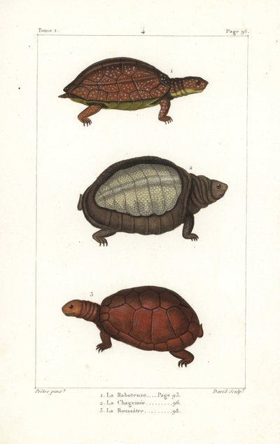 Gefleckte Schildkröte, Rhinoclemmys punctularia 1, indische Klappbrustschildkröte, Lyssemys punctata 2, und nordafrikanische Helmschildkröte, Pelomedusa subrufa olivacea. Handkolorierter Kupferstich von David nach einer Illustration von Jean-Gabriel Pretre von Unbekannter Künstler