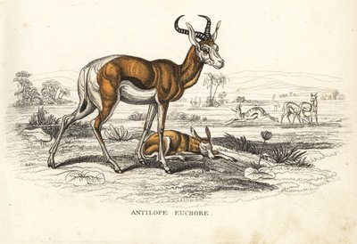 Springbock, Antidorcas marsupialis (Antilope euchore). Handkolorierte Lithographie aus Georg Friedrich Treitschkes Galerie der Naturgeschichte, Naturhistorischer Bildersaal des Tierreiches, Leipzig-1842 von Unbekannter Künstler
