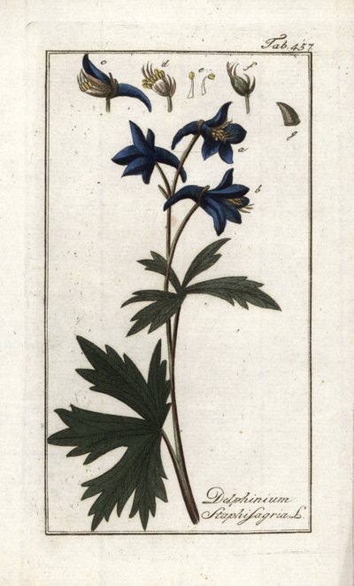 Stephanskraut (Delphinium staphisagria). Lithographie aus „Afbeelding der Artseny-Gewassen“ von Johannes Zorn (1739-1799), Niederlande von Unbekannter Künstler