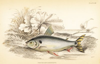 Steindachnerina binotata (Doppelmarkierter Lachs-Karpfen, Prochilodus binotatus). Handkolorierter Stahlstich von W.H. Lizars nach einer Illustration von James Stewart aus Robert Schomburgs Fische von Guiana, Teil von Sir William Jardines Naturalist