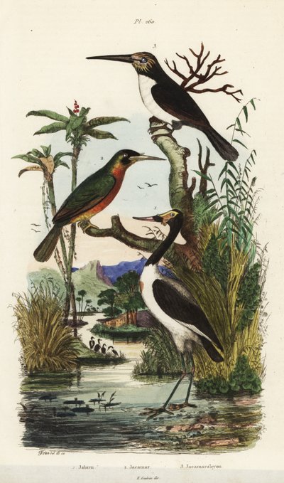 Storch, Jabiru mycteria, Rostschwanz-Jakamar, Galbula ruficauda und Dreizehen-Jakamar, Jacamaralcyon tridactyla von Unbekannt