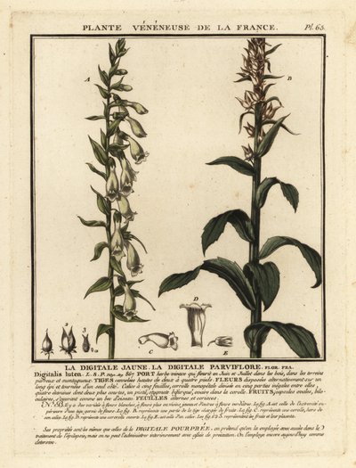 Gelber Fingerhut, Digitalis lutea von Unbekannter Künstler