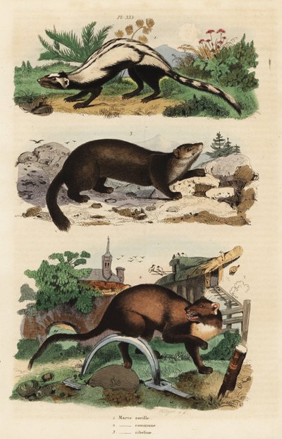 Gestreiftes Stinktier, Ictonyx striatus 1, Europäischer Baummarder, Martes martes 2 und Zobel, Martes zibellina 3 von Unbekannt