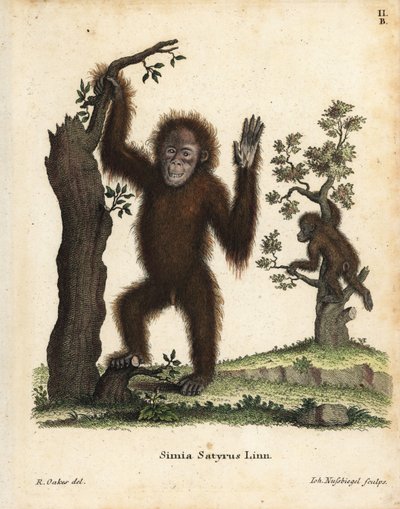 Sumatra-Orang-Utan, Pongo abelii. Kritisch gefährdet. Handkolorierter Kupferstich nach einer Illustration von R. Oakes aus Johann Christian Daniel Schreber