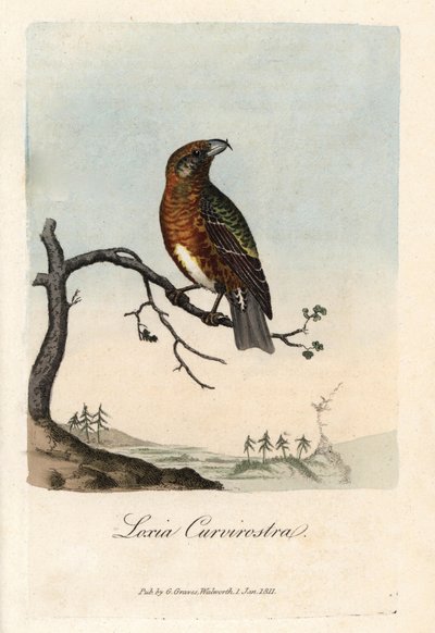 Der Schnabel kreuzt Tannen. Farbige Kupferstich von George Graves in British Ornithology von Unbekannter Künstler