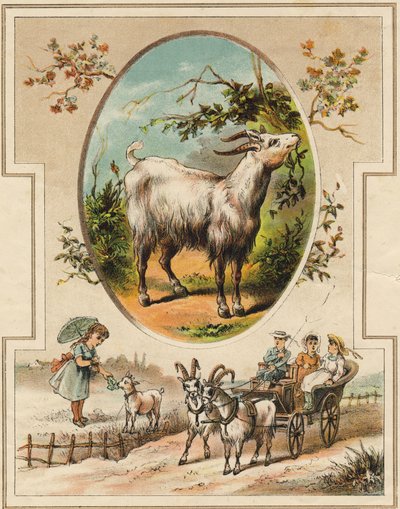 Die Ziege. Gravur in "Mein erstes großes Alphabet". Bernardin-Bechet Edition, Paris, um 1890. Illustrationen von A. des Lilleuls. Keine Seitenzahl, 46 Seiten. von Unbekannt