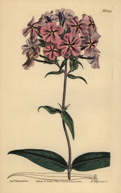 Dichtblättrige Flammenblume von Unbekannt