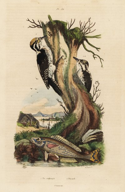 Dreizehenspecht, Picoides tridactylus, und Picarel, Spicara smaris von Unbekannt