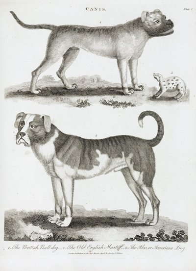 Drei Arten von Hunden von Unbekannt