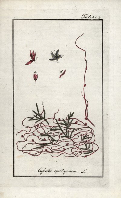 Thymian-Seide oder Kleinblütige Seide (Cuscuta epithymum). Lithographie aus „Afbeelding der Artseny-Gewassen“ von Johannes Zorn (1739-1799), Niederlande von Unbekannter Künstler