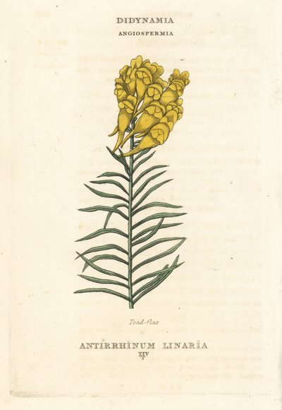 Leinkraut, Linaria vulgaris (Antirrhinum linaria). Handkolorierter Kupferstich nach einer Illustration von Richard Duppa aus seinem Werk 