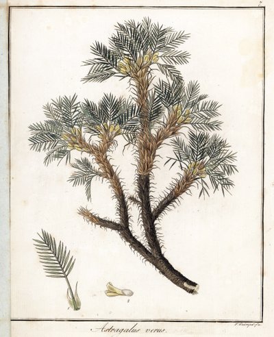 Echter Astragalus - Lithographie von F. Guimpel, entnommen aus der medizinischen Botanik von Friedrich Gottlob Haynes (1763-1832), Berlin von Unbekannter Künstler
