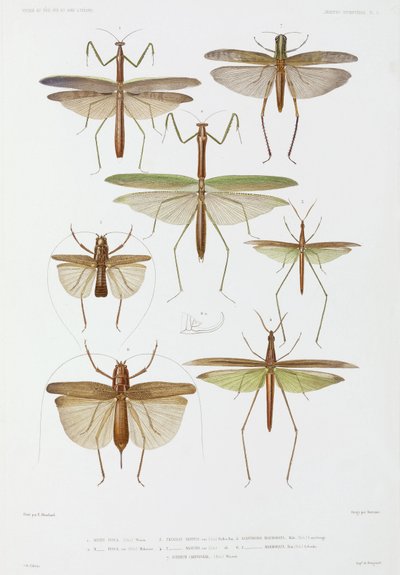 Insektenarten, Australien und Indonesien von Unbekannter Künstler