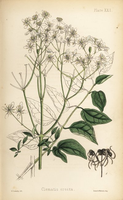 Aufrechte Waldrebe, Clematis recta (Clematis erecta). Handkolorierte Lithographie von Henry Sowerby aus Edward Hamiltons Flora Homeopathica von Unbekannter Künstler
