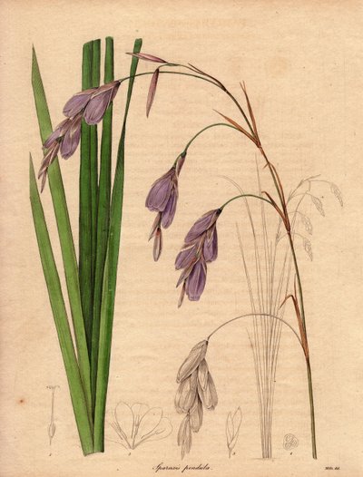 Varietät der Iris (Sparaxis pendula), Harlekinblume. Illustration von R. Mills in The Botanist, Serie von Benjamin Maund von Unbekannter Künstler