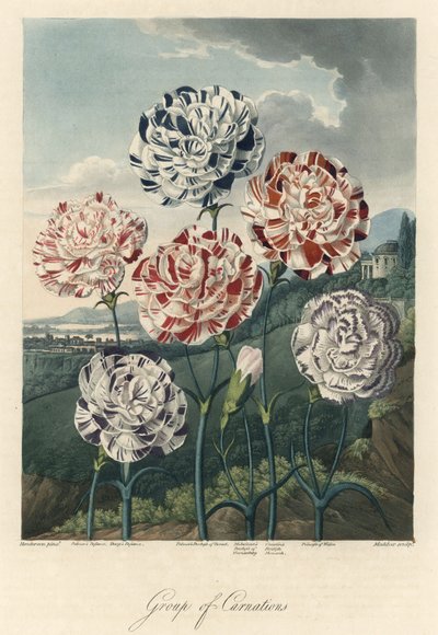 Sorten von Nelken (oder Floristennelken oder Gewürznelken). Radierung, aus The Temple of Flora, von Dr. Robert Thornton (1768-1837). von Unbekannter Künstler