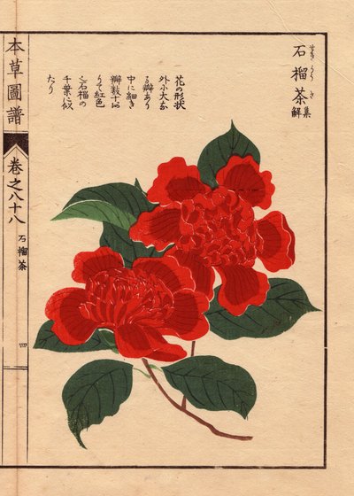 Japanische Kamelien (Thea japonica Nois): Sekirousa, mit scharlachroten Blüten (Holzschnitt von Kanen Iwasaki, aus Honzo Zufu) von Unbekannter Künstler