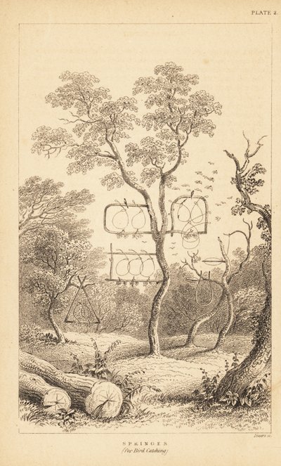 Verschiedene Drahtfallen zum Vogelfangen. 1889 (Gravur) von Unbekannter Künstler