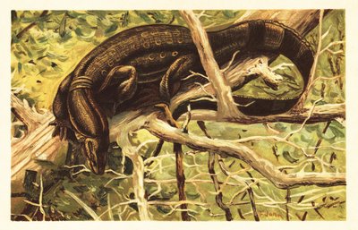 Wasserwaran, Varanus salvator. 1908 (Lithografie) von Unbekannter Künstler