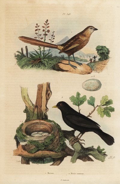 Westlicher Grasrenner, Amytornis textilis 1 und Amsel mit Nest und Eiern, Turdus merula 2 von Unbekannt