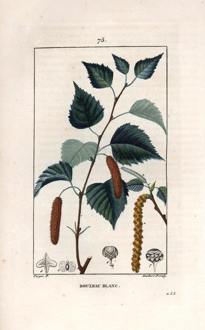 Weißbirke oder Warzenbirke - Gravur von Lambert fils, nach einer Zeichnung von Pierre Jean Francois Turpin (1775-1840), aus „La flore medicale, de Chaumeton, Poiret et Chamberet“, Paris 1830 - Hängebirke, Betula pendula, mit Blatt, Kätzchen und Samen von Unbekannter Künstler