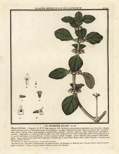 Weißer Andorn, Marrubium vulgare von Unbekannter Künstler