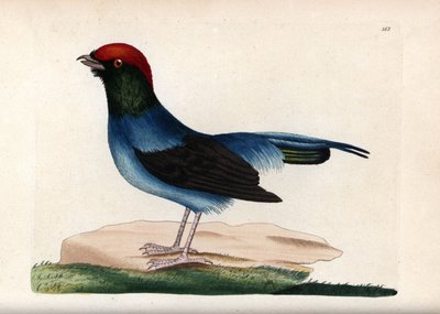 Wunderbarer Manakin (Chiroxiphia linearis). Unsigned Illustration (George Shaw und Frederick Nodder). Lithographie in The Naturalist