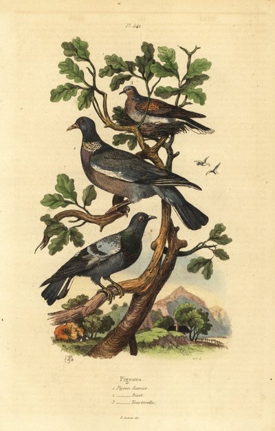Ringeltaube, Columba palumbus, Stadttaube, Columba livia und Turteltaube, Streptopelia risoria von Unbekannt