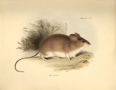 Zoologie: Darwins „Mud Darwinii“ oder Maus beschrieben von Charles Darwin während seiner Forschungsreise an Bord der Beagle. Tafel aus „The Zoology of the voyage of H.M.S. Beagle under the command of Captain Fitzroy during the years 1832 to 1836 von Unbekannter Künstler